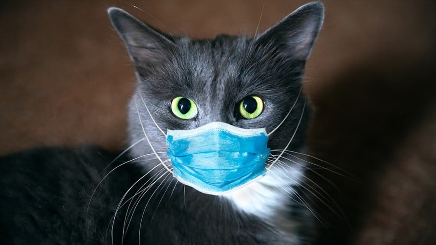 Estudios indican que los gatos podrían transmitir esta enfermedad entre los mismos felinos. Foto: Getty Images