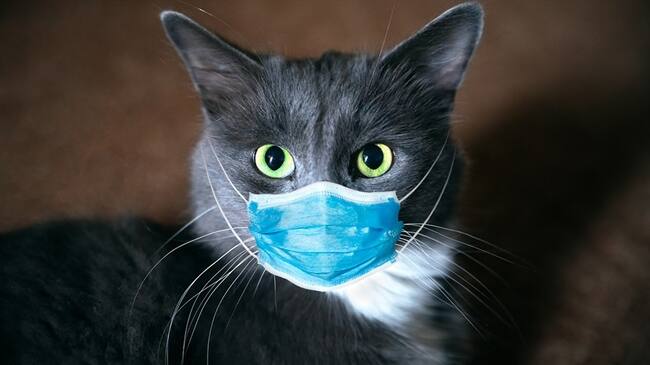 Estudios indican que los gatos podrían transmitir esta enfermedad entre los mismos felinos. Foto: Getty Images