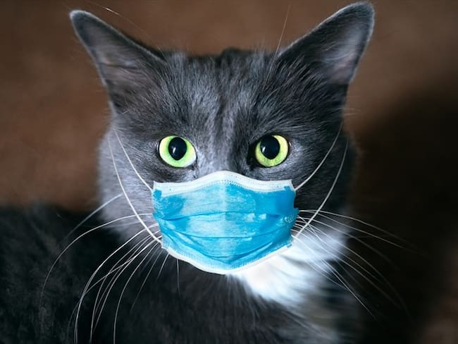 Estudios indican que los gatos podrían transmitir esta enfermedad entre los mismos felinos. Foto: Getty Images