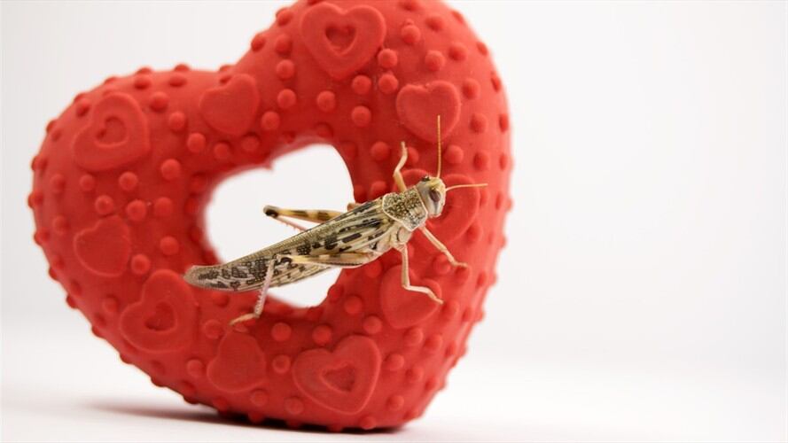 Varias zoológicos han aprovechado la fecha para darle la oportunidad a los ciudadanos despechados de bautizar a estos particulares animales.. Foto: