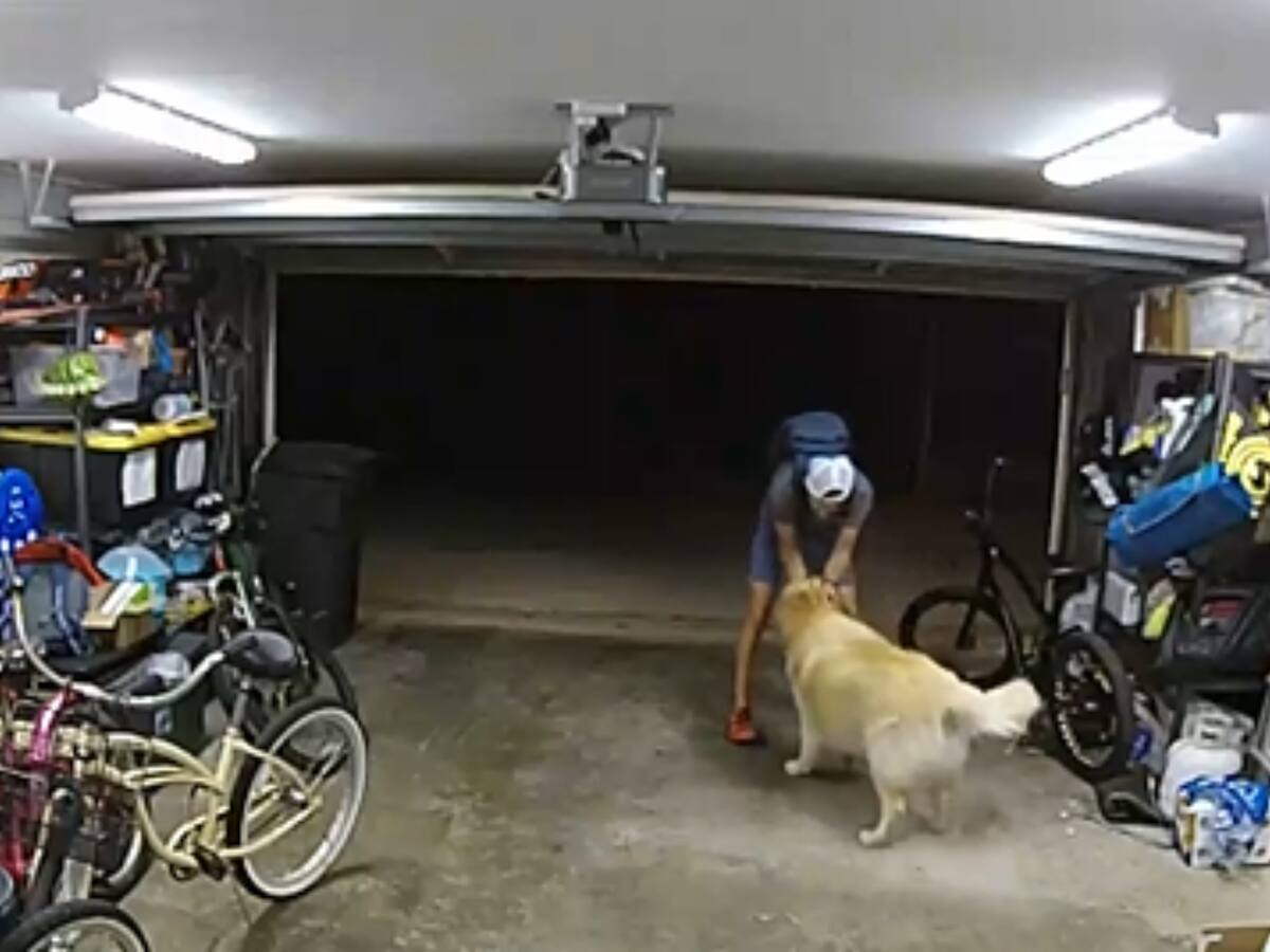 VIDEO: Ladrón entró a robar una casa, pero se entretuvo jugando con el perro