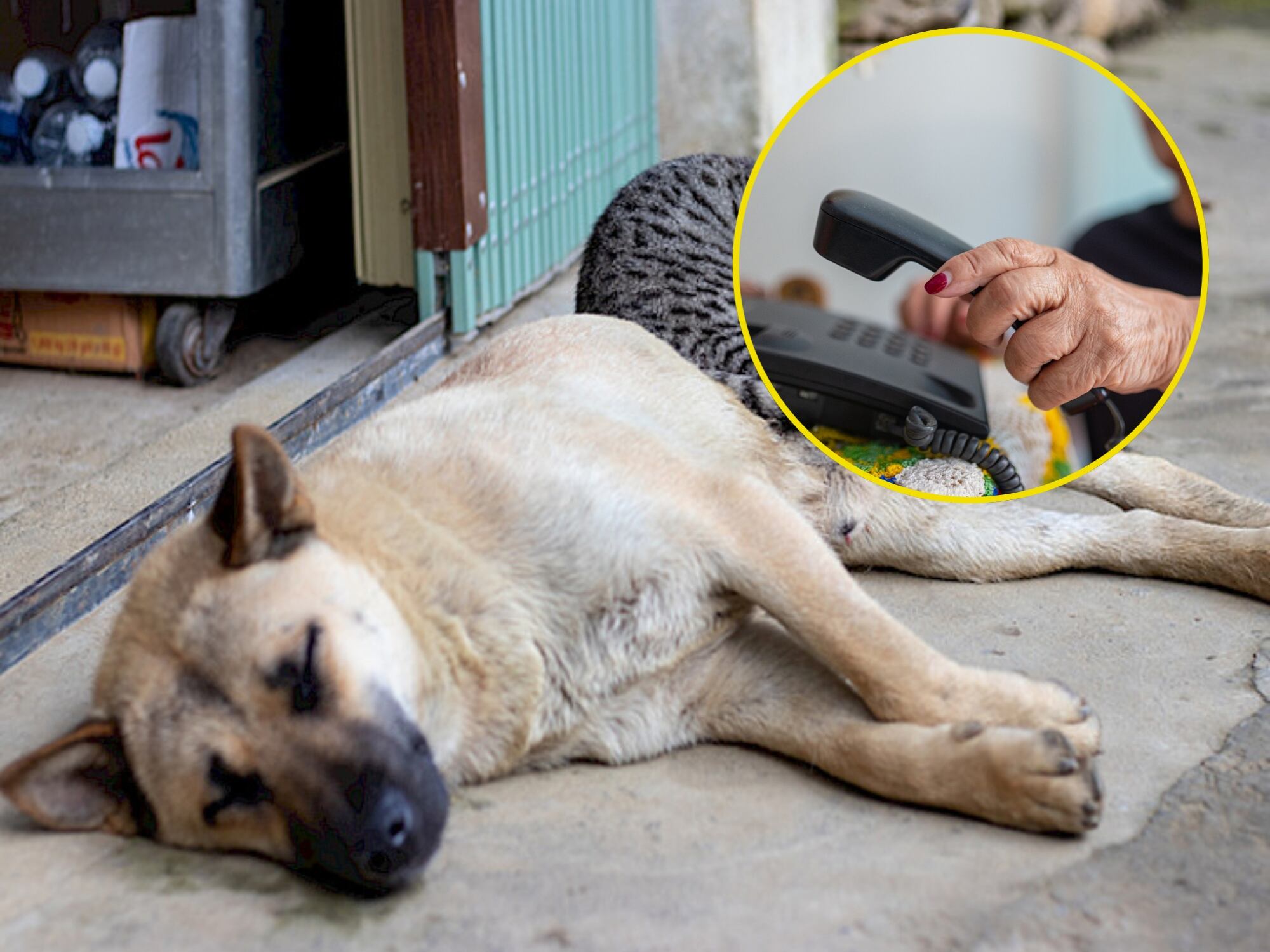 Imágenes de referencia. Getty Images.
