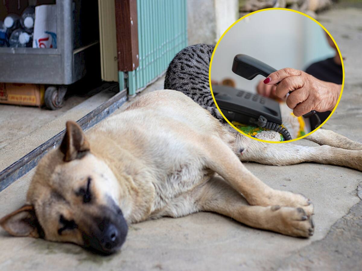 ¿Cómo denunciar un caso de maltrato animal en Bogotá? Pasos a seguir