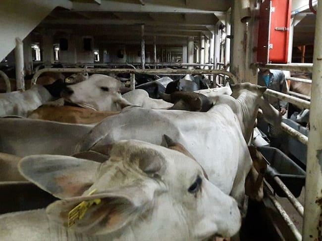 Vacunación contra la aftosa en bovinos. Foto: Colprensa