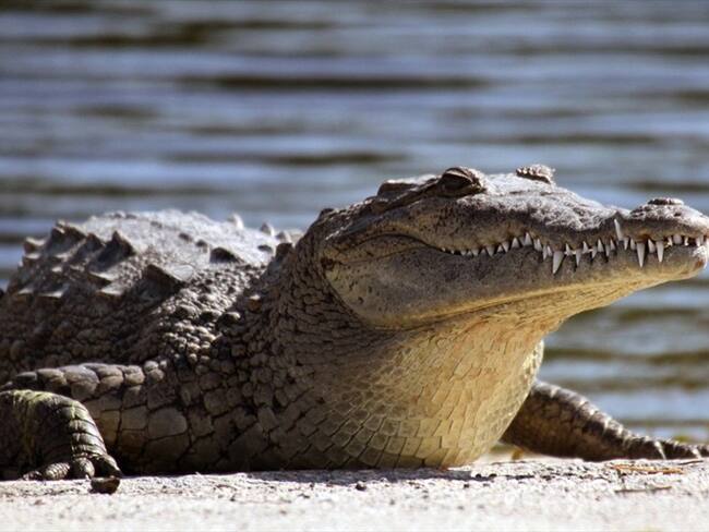 Organizaciones ambientales hacen llamado para la preservación del caimán aguja