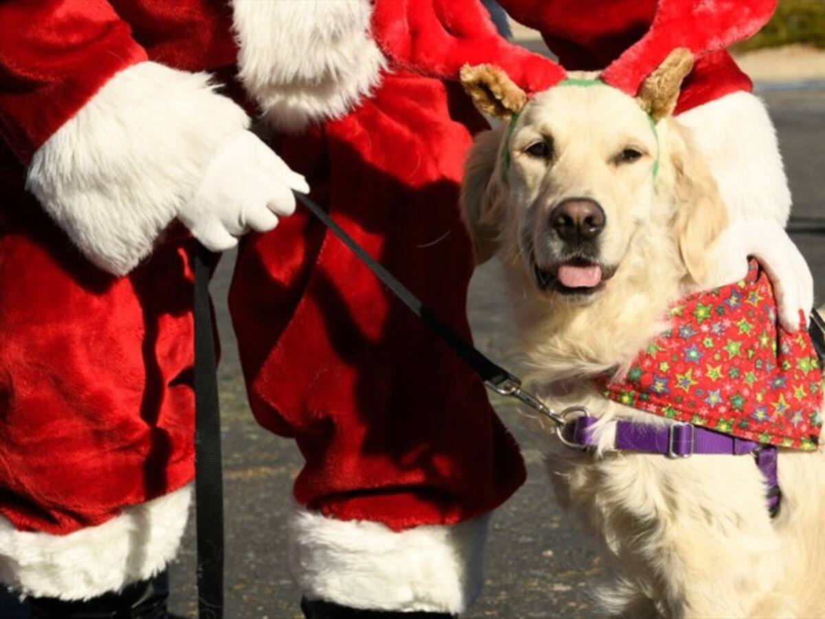 Este perro ayuda a su dueña a decorar el árbol de navidad