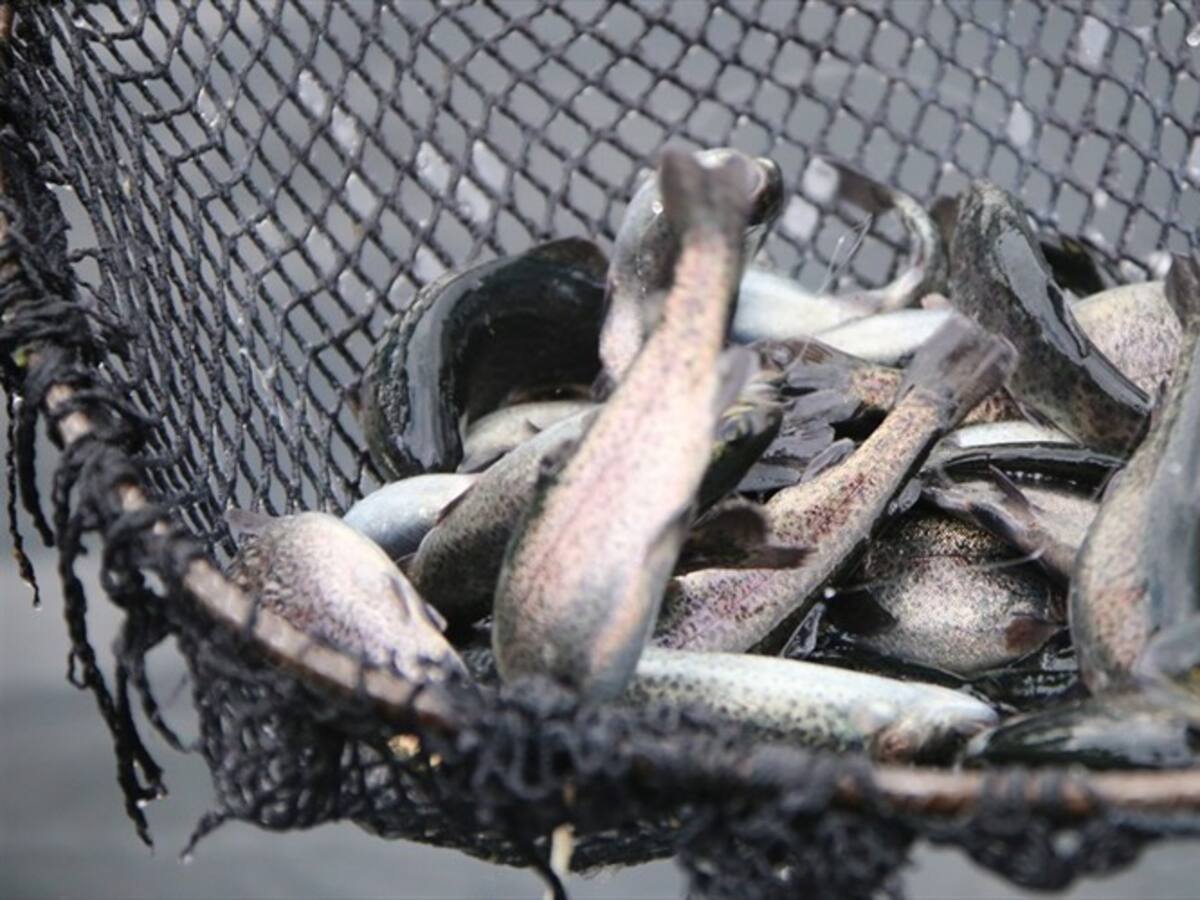 Andrés Macías relata cómo surgió su empresa piscícola, una de las más reconocidas en Huila