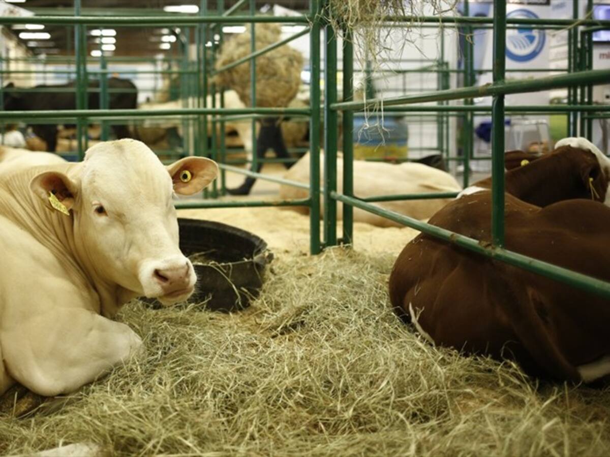 ¿Qué hace Colombia para mejorar la calidad de la ganadería?