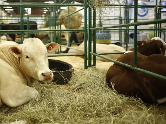 ¿Qué hace Colombia para mejorar la calidad de la ganadería?