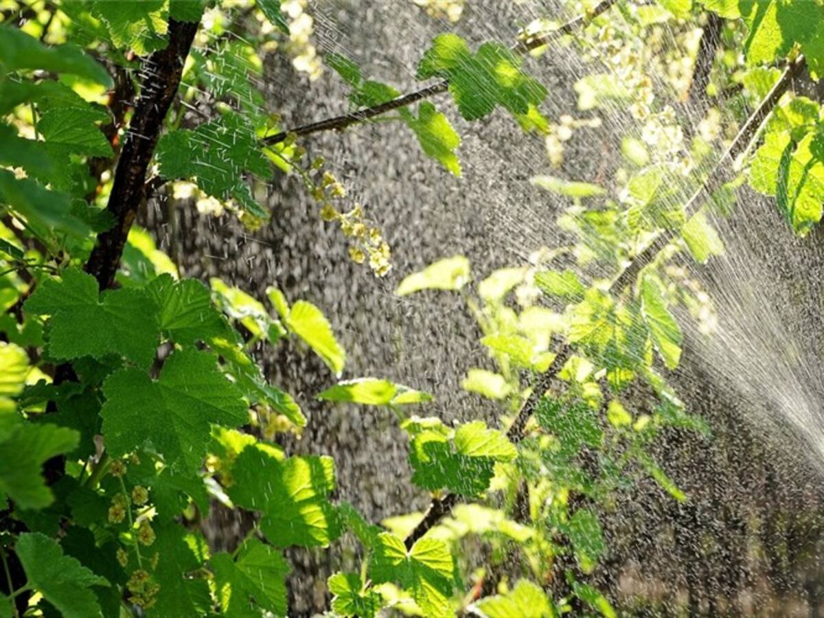 La investigación sobre el riesgo al que se someten los bananeros en Urabá