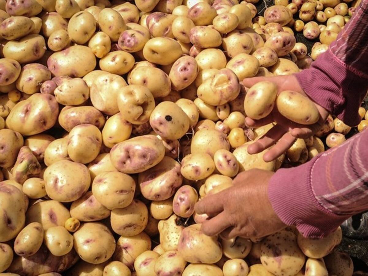 MinAgricultura anunció alivio por $30.000 millones para ayudar a pequeños papicultores