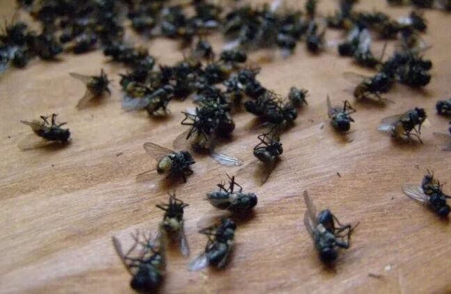 Autoridades ambientales se reunen para controlar la proliferación de moscas en Los Santos.