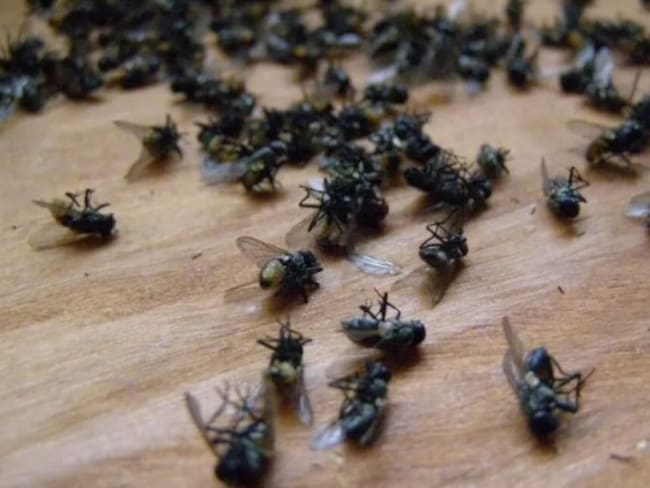 Autoridades ambientales se reunen para controlar la proliferación de moscas en Los Santos.