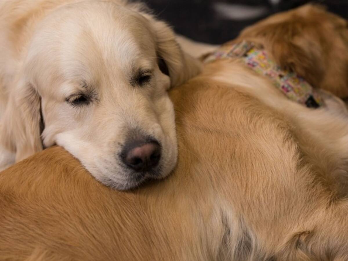 ¿Cuánto vale mantener a un perro a lo largo de su vida?