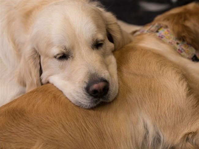 ¿Cuánto vale mantener a un perro a lo largo de su vida?. Foto: Getty Images