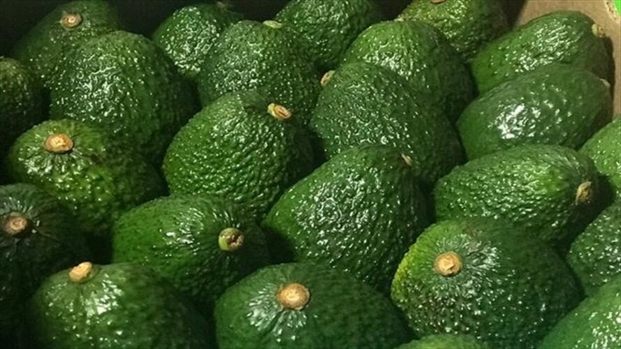 Gobierno confirmó que el aguacate Hass ya tiene aval para llegar al otro lado del mundo. Foto: Colprensa