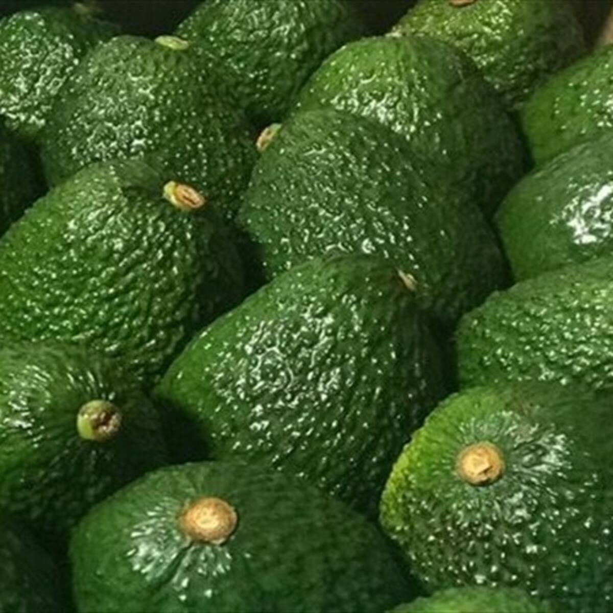 En enero Colombia espera posicionarse como el mayor exportador de aguacate hass a Europa