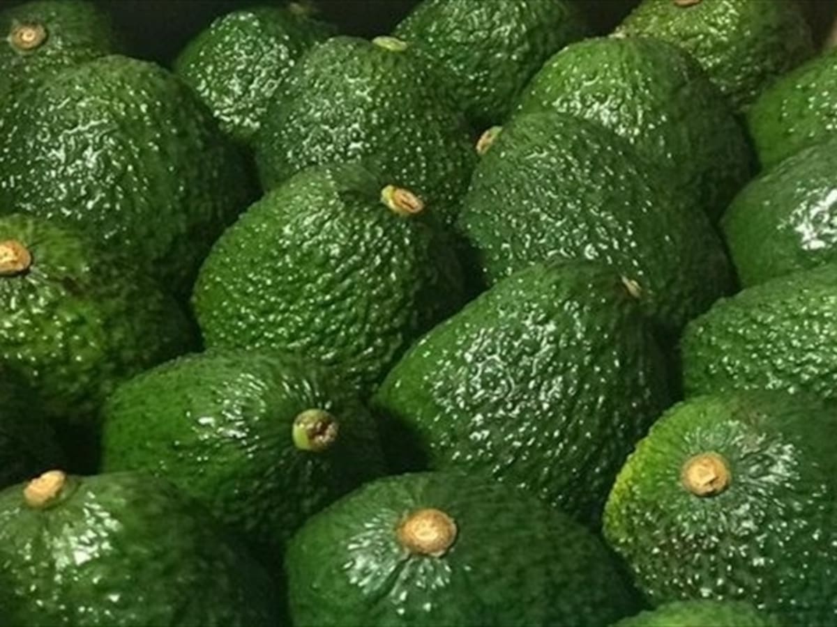 En enero Colombia espera posicionarse como el mayor exportador de aguacate hass a Europa