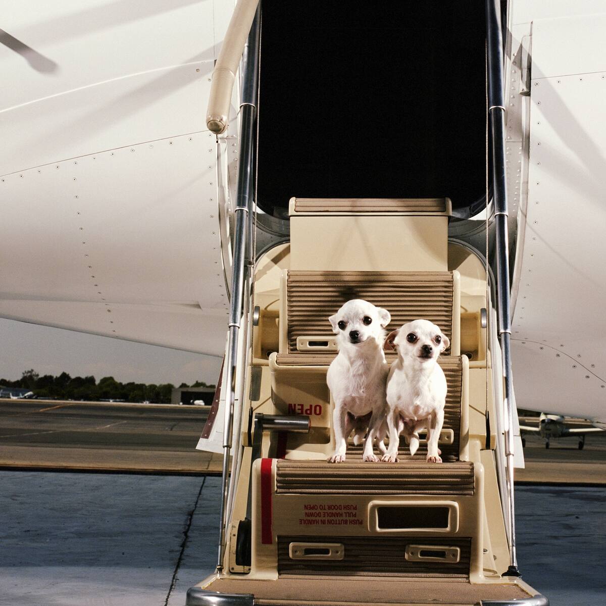 ¿Cuál ha sido la experiencia con su mascota en los vuelos? #MascotaEnCabinaEs