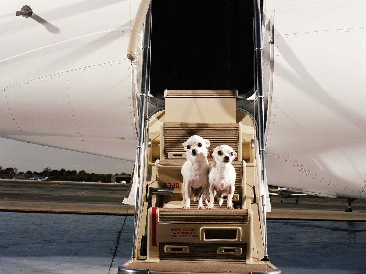 ¿Cuál ha sido la experiencia con su mascota en los vuelos? #MascotaEnCabinaEs