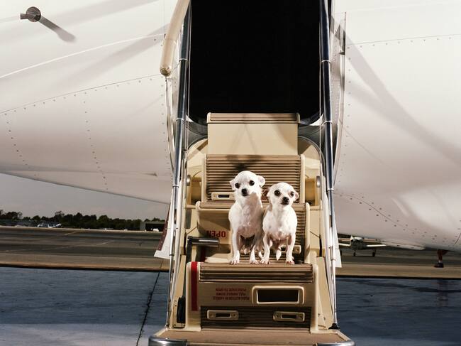 Proyecto de ley que busca que las mascotas viajen en cabina junto a sus dueños. Crédito: Getty Images