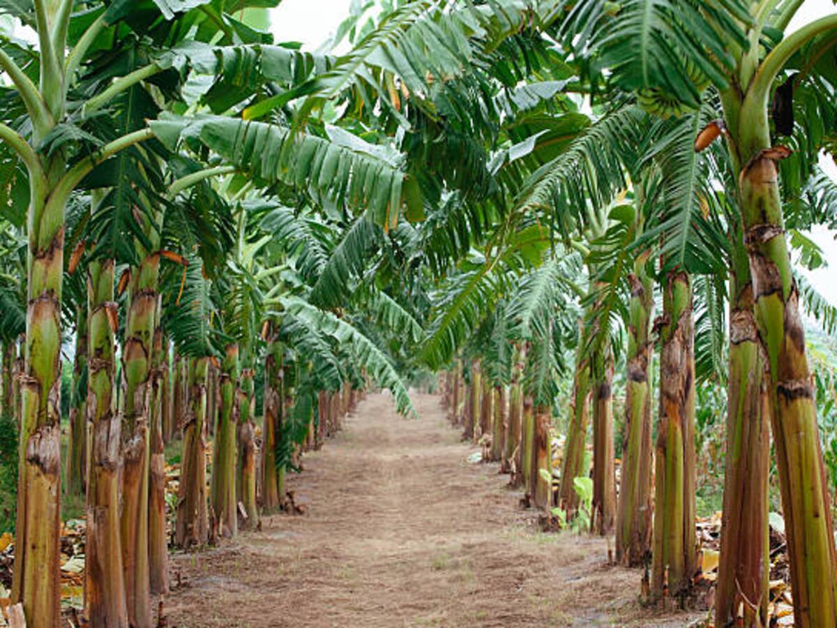 Bananeros del Magdalena denuncian crítica situación de seguridad en la Zona Bananera