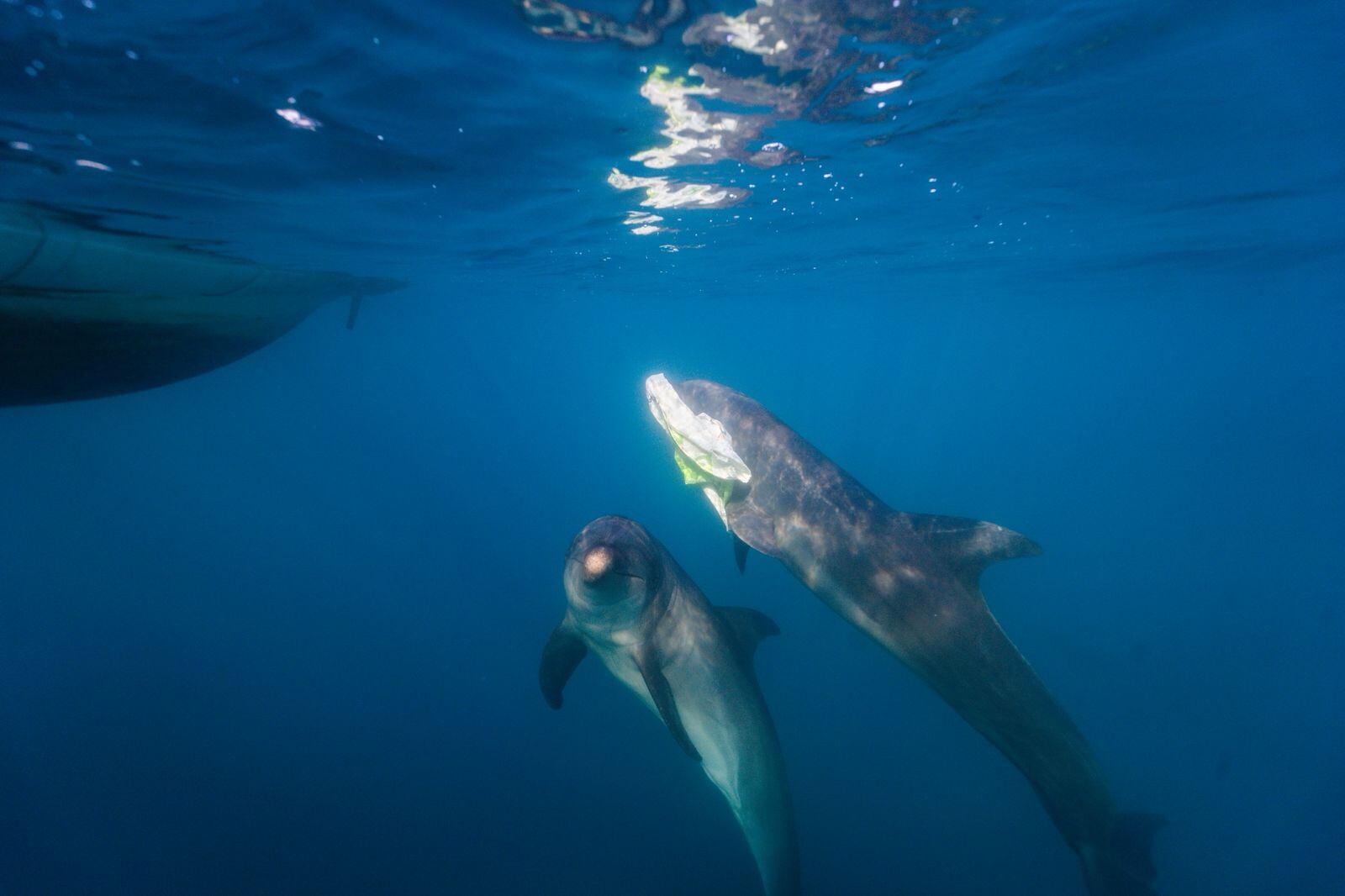 Dos delfines en Santa Marta son entrenados para recoger basura flotando en el mar/ Centro de Vida Marina.