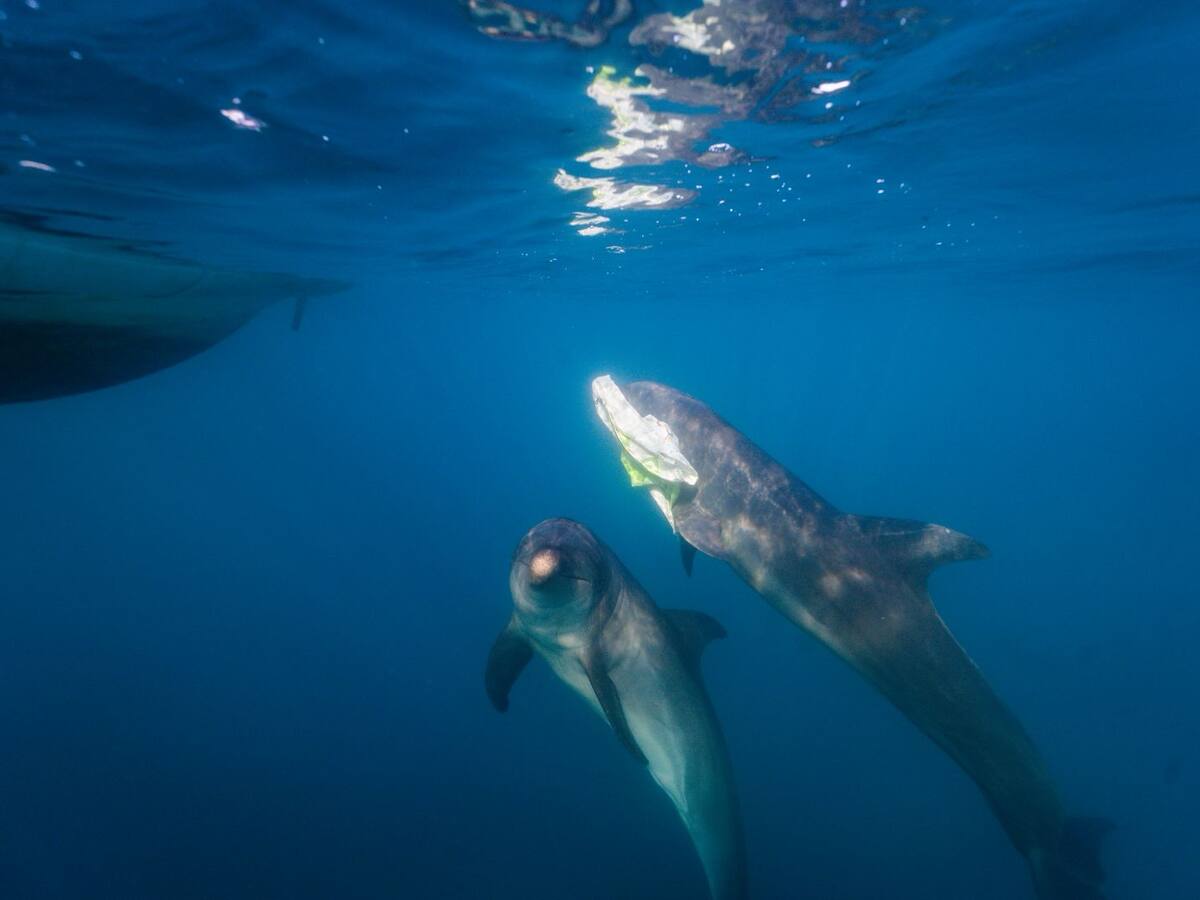 Dos delfines en Santa Marta son entrenados para recoger basura flotando en el mar