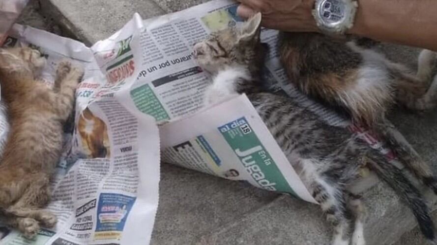Han muerto más de 100 gatos por presunto envenenamiento. Foto: Animalista Beatriz Beltrán