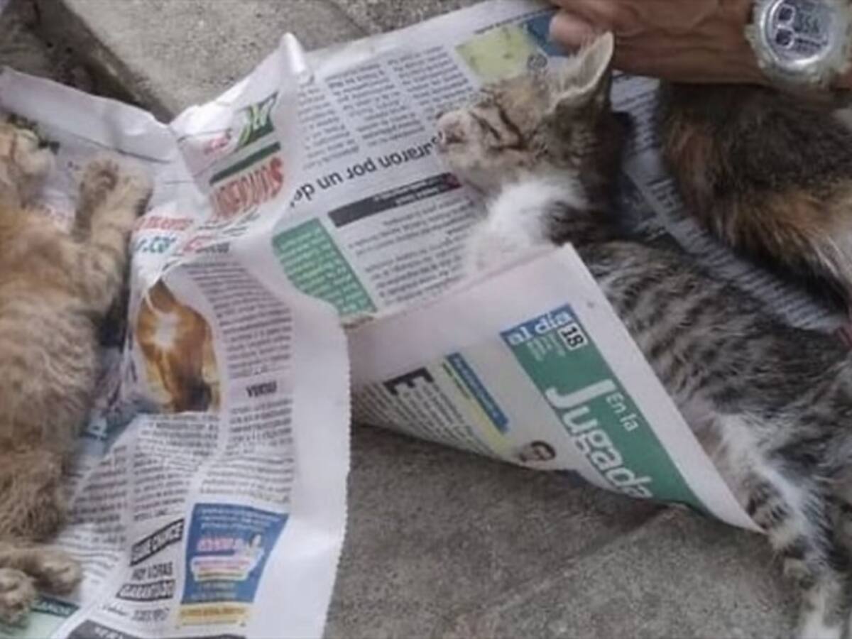 “No hay ruta de atención animal en Santa Marta”: animalistas