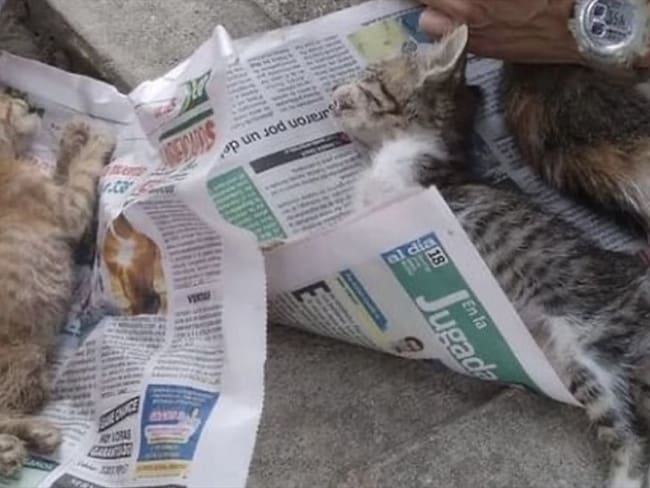 Han muerto más de 100 gatos por presunto envenenamiento. Foto: Animalista Beatriz Beltrán