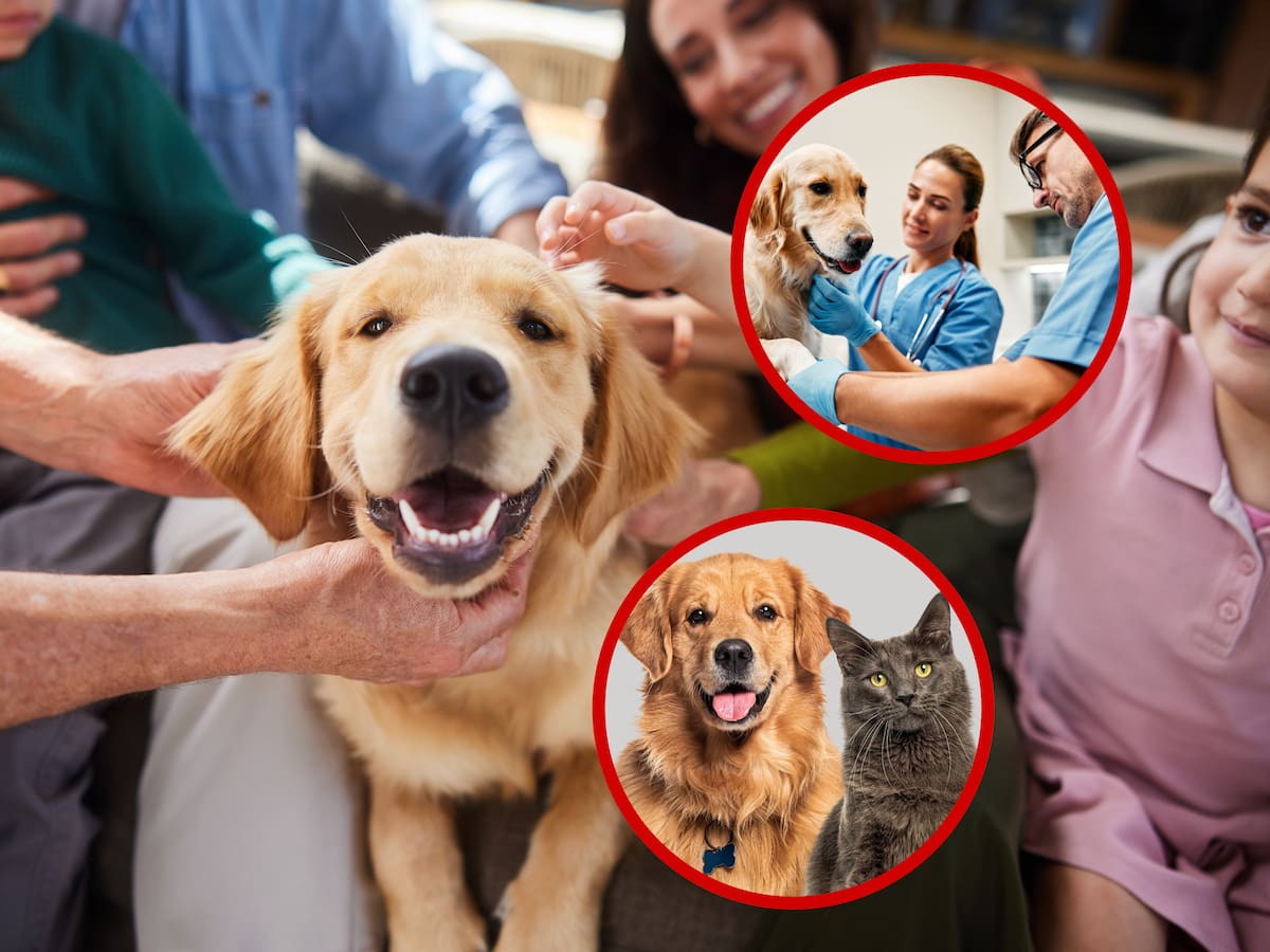 Ley Huellitas, proyecto de ley que busca ayudar a garantizar atención veterinaria para los animales