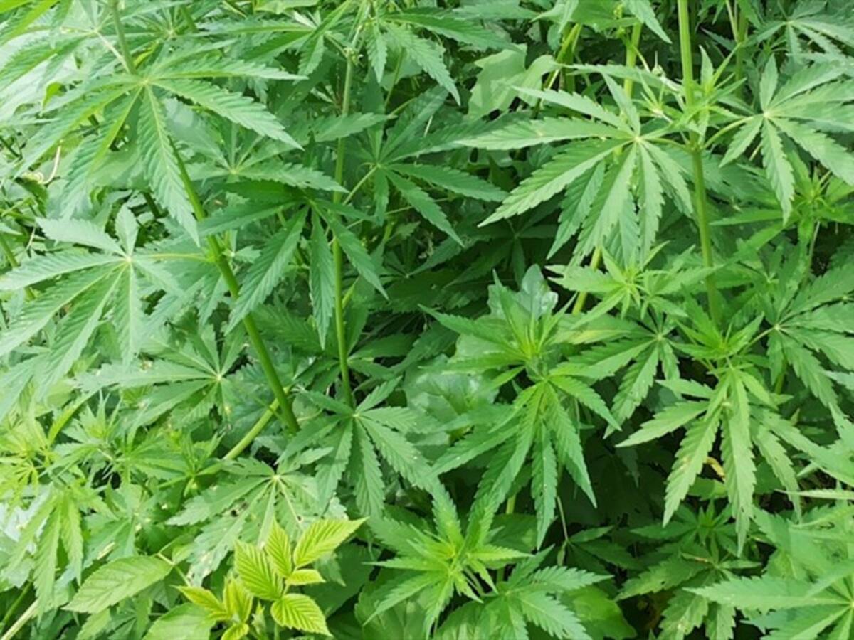 Denuncian que agua de Barichara será empleada en cultivos de marihuana