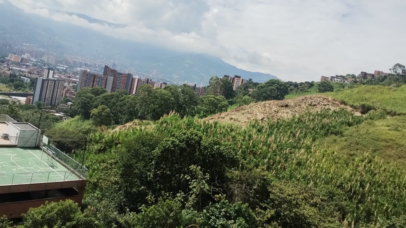 Denuncian deforestación de reserva en Medellín: la Unidad de Reacción Ambiental responde