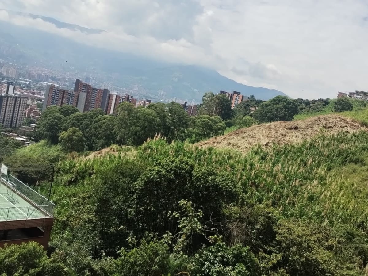 Denuncian deforestación de reserva en Medellín: la Unidad de Reacción Ambiental responde