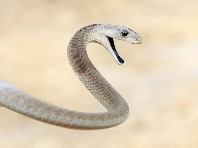 Serpiente Mamba Negra imagen de referencia. Foto: Getty Images.