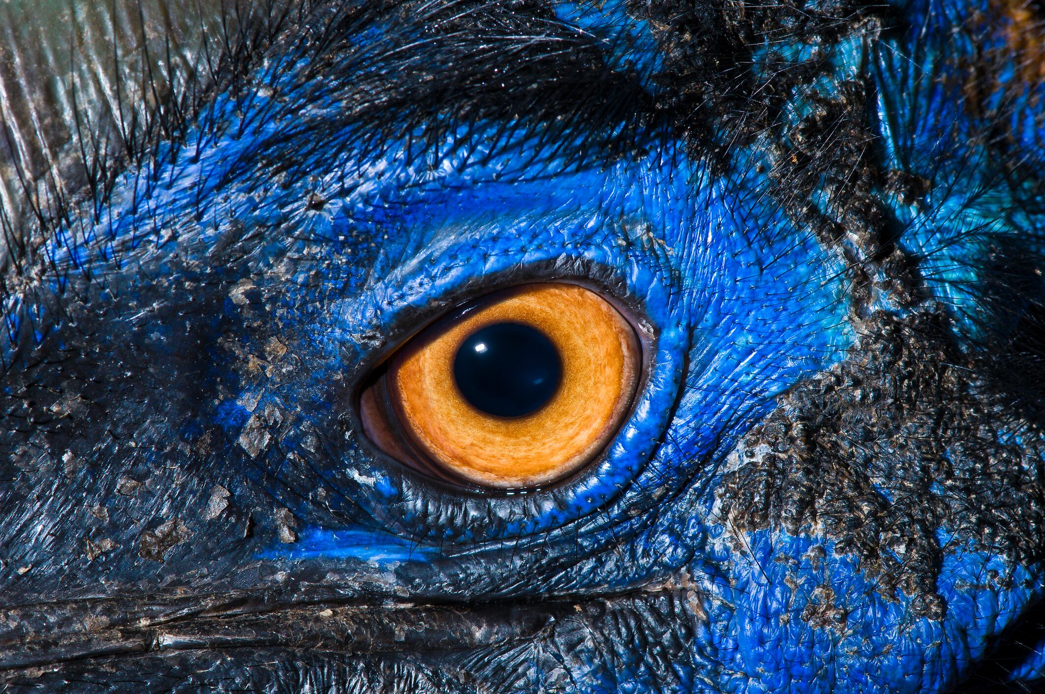 Casuario imagen de referencia. Foto: Getty Images.