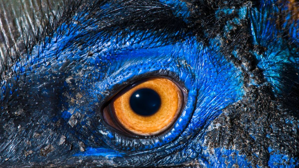 Este es el ave más peligrosa del mundo: ¿está en Colombia?