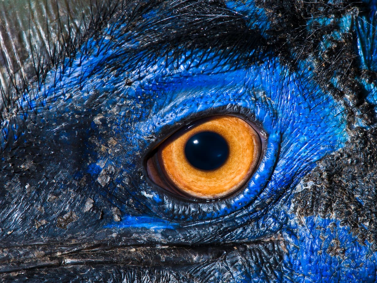 Este es el ave más peligrosa del mundo: ¿está en Colombia?