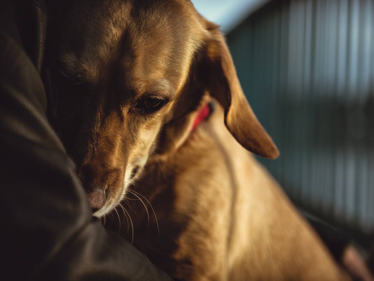 Emergencia en Cauca: mascotas víctimas del derrumbe buscan hogar