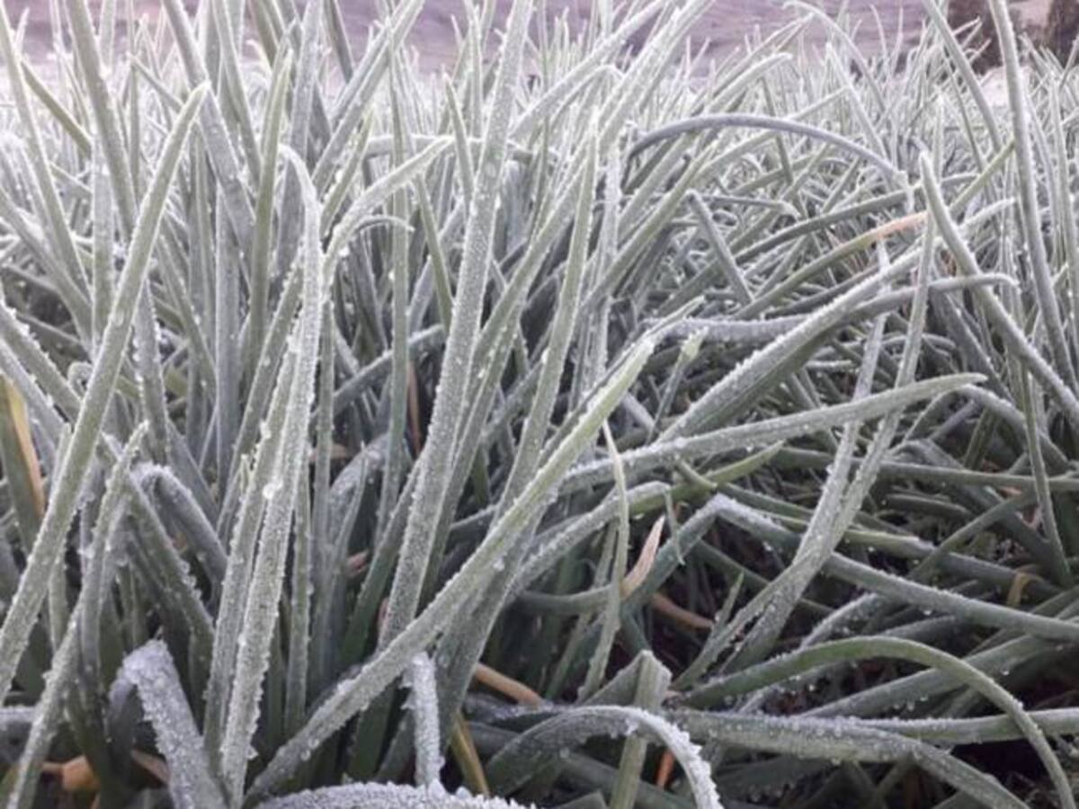 Por fuertes heladas en Santander suben precios de los alimentos