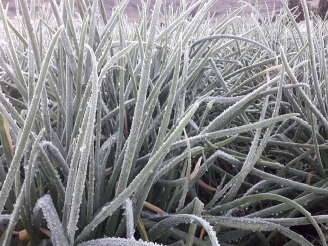 Por fuertes heladas en Santander suben precios de los alimentos