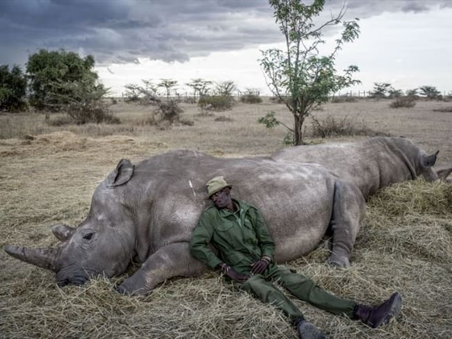 Conozca el reportaje gráfico dedicado a los dos únicos ejemplares del rinoceronte blanco