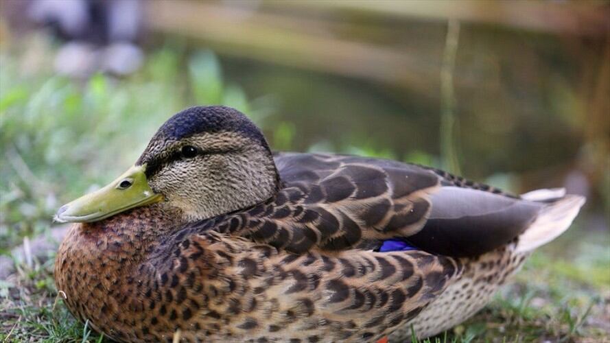 La iniciativa la hace el IDRD en Bogotá. Foto: Getty Images.
