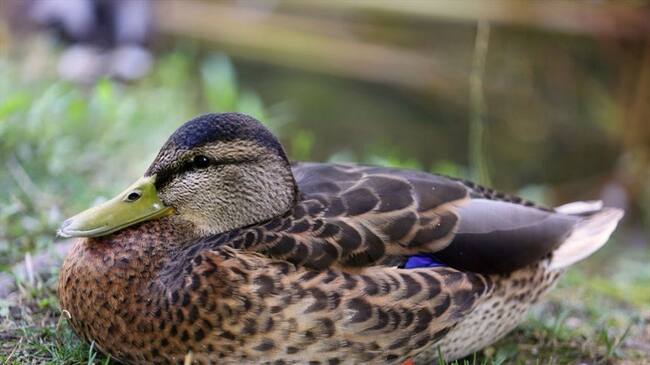 La iniciativa la hace el IDRD en Bogotá. Foto: Getty Images.