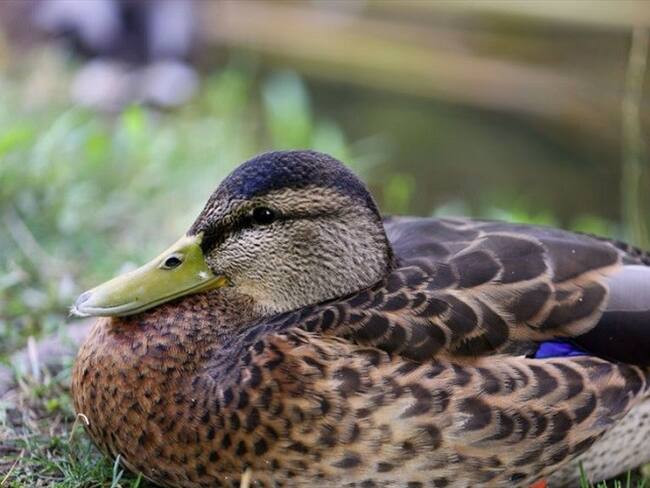 La iniciativa la hace el IDRD en Bogotá. Foto: Getty Images.