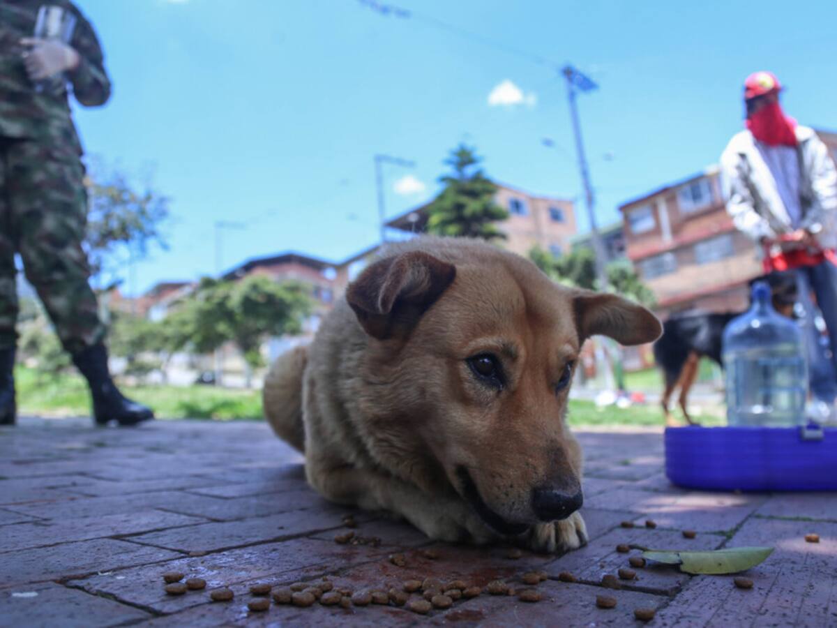 Alerta por perros lesionados con canecas metálicas en parques de Bogotá