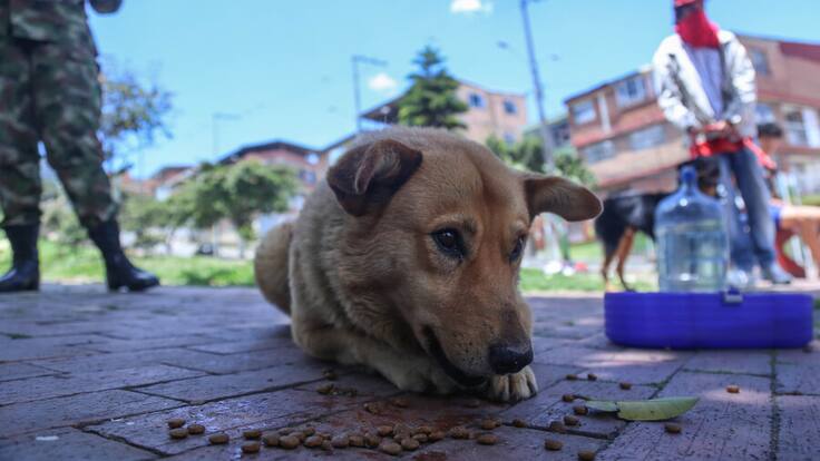 Alerta por perros lesionados con canecas metálicas en parques de Bogotá