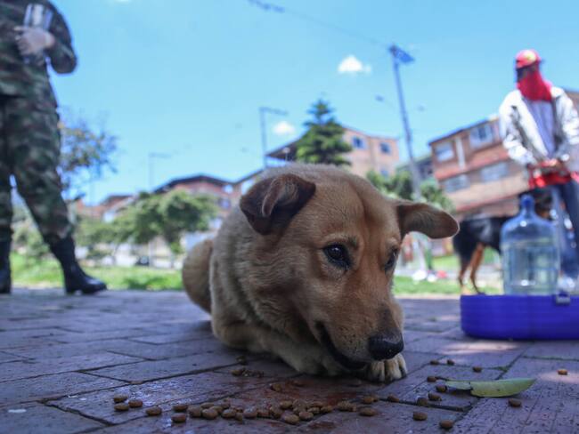 Alerta por perros lesionados con canecas metálicas en parques de Bogotá