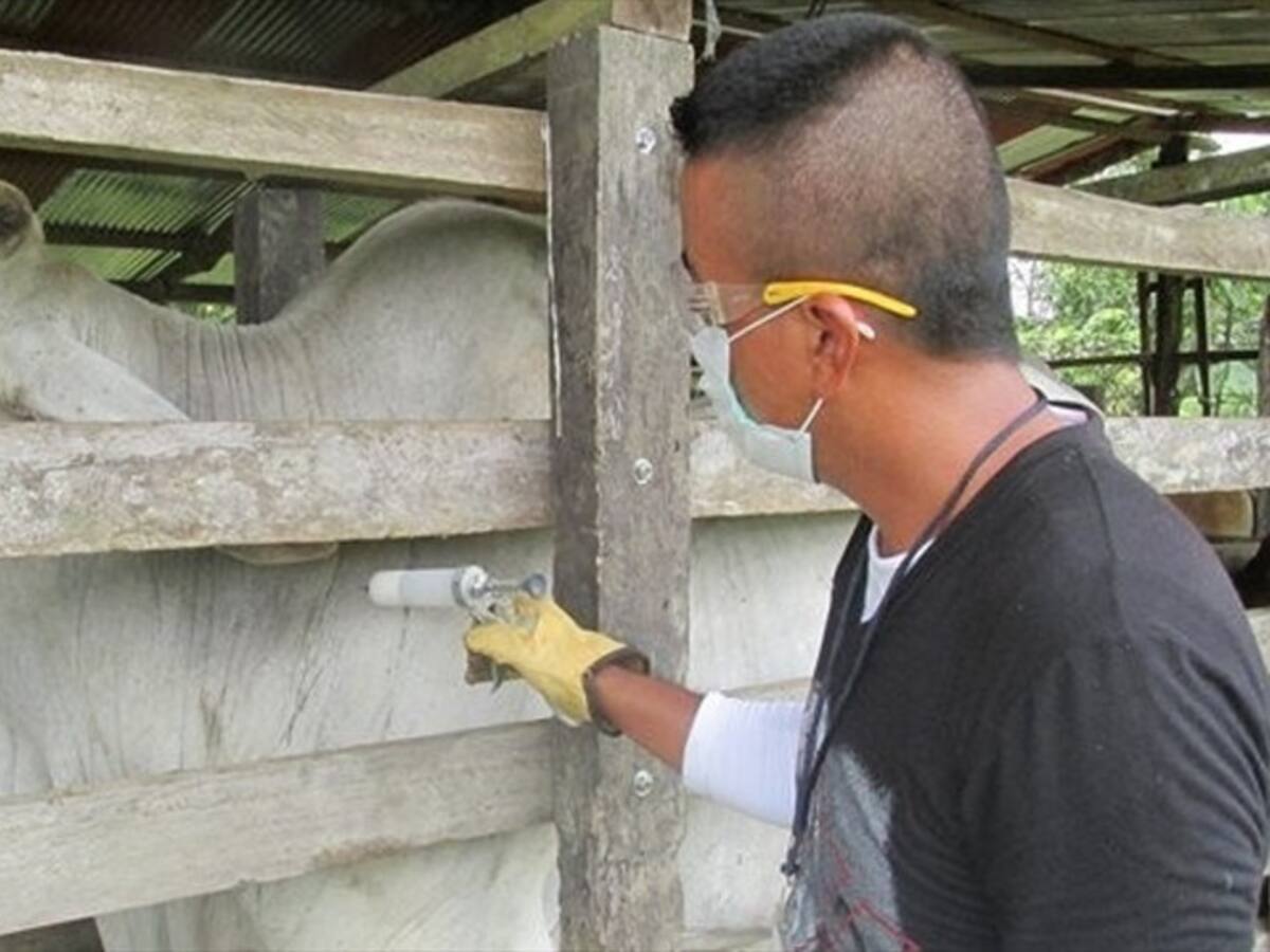 Ica amplió el primer ciclo de vacunación contra la fiebre aftosa en algunas zonas del país